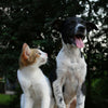 Vaping Around Pets: VapeFast’s World Veterinary Day Advice - Vape Fast UK